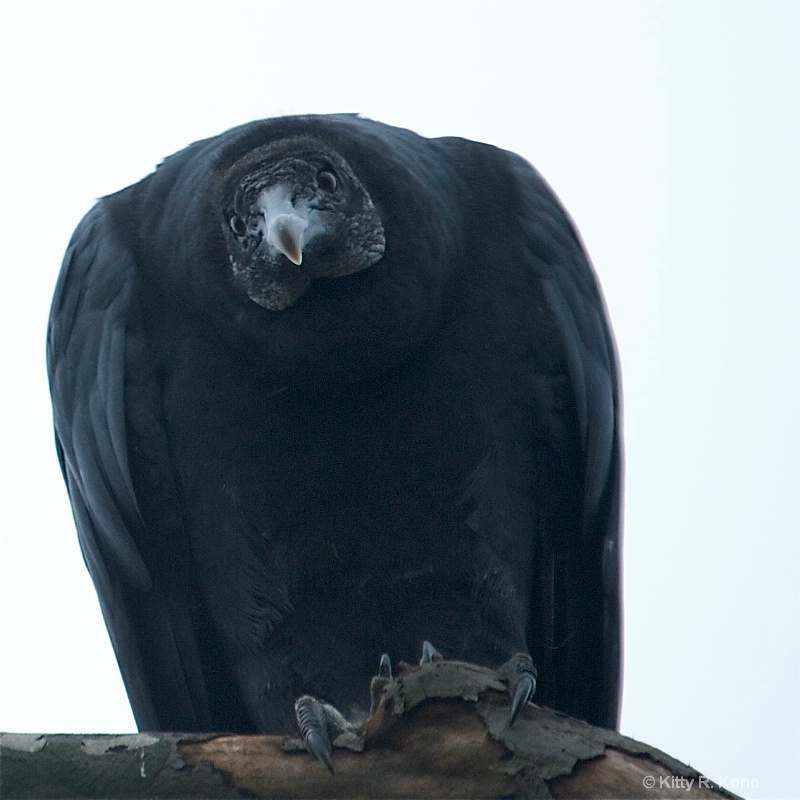 Vulture Stare
