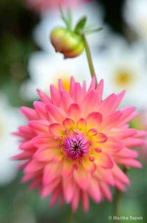 Pink and Yellow Dahlia