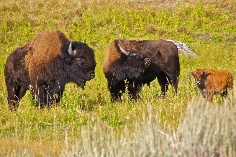 Bison Trio