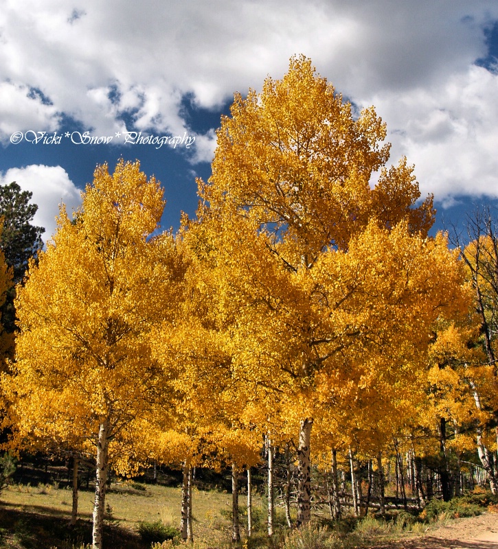 Aspen Gold