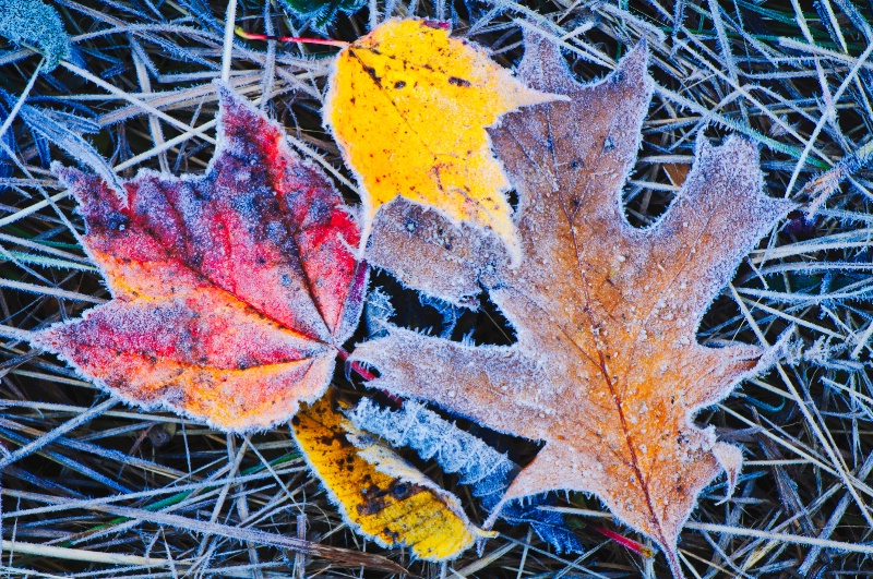 Frosted Leaves