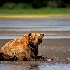 © Dawn Schwack PhotoID# 12298910: Lunch Break