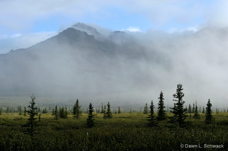 Misty Morning