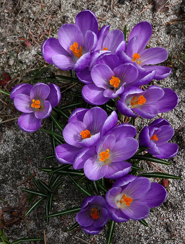 Light purple crocuses #2