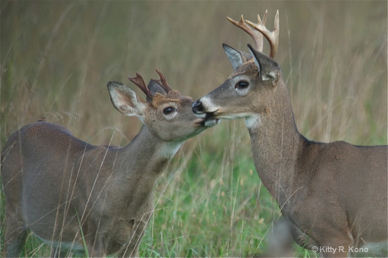 Brotherly Love