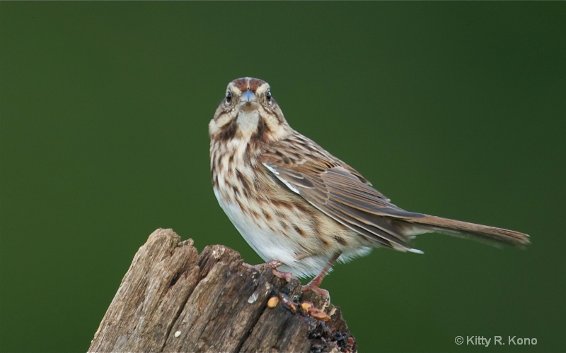 Song Sparrow Looking Straight Ahead