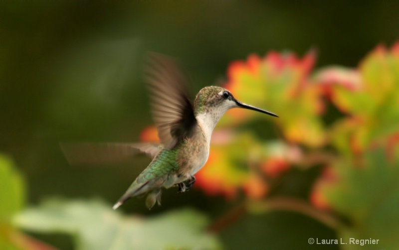 Fall Migration - Hummingbird