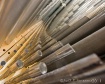 Organ Pipes