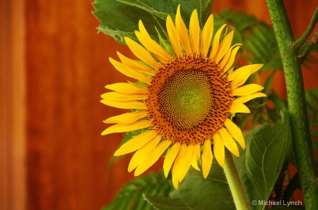 Sunflower on Stage