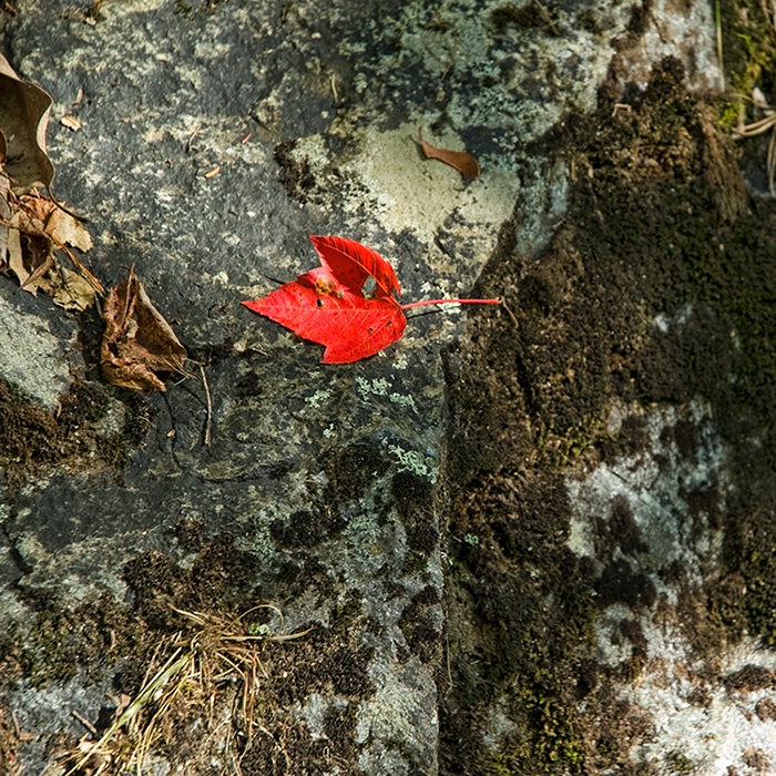 The Lone Red Leaf