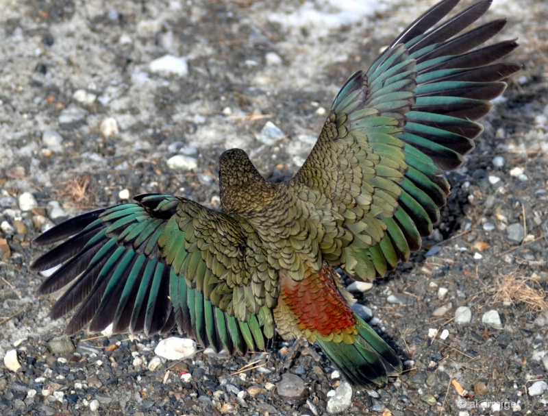 Kea showing the colours.Birds eye view. NZ parrot  - ID: 12301882 © al armiger