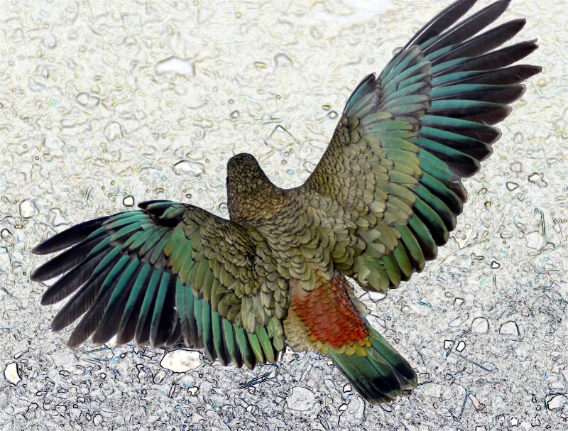 Kea showing the colours.Birds eye view. NZ parrot  - ID: 12301947 © al armiger