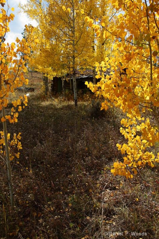 Colorado Gold 2011
