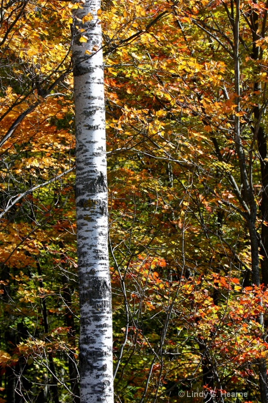 Birch Tree in the Fall
