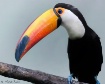 Toucan