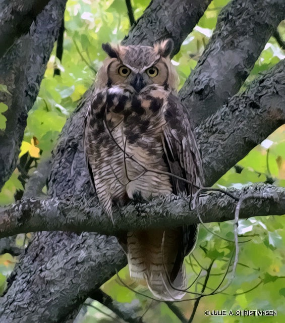 Great Horned Owl..........