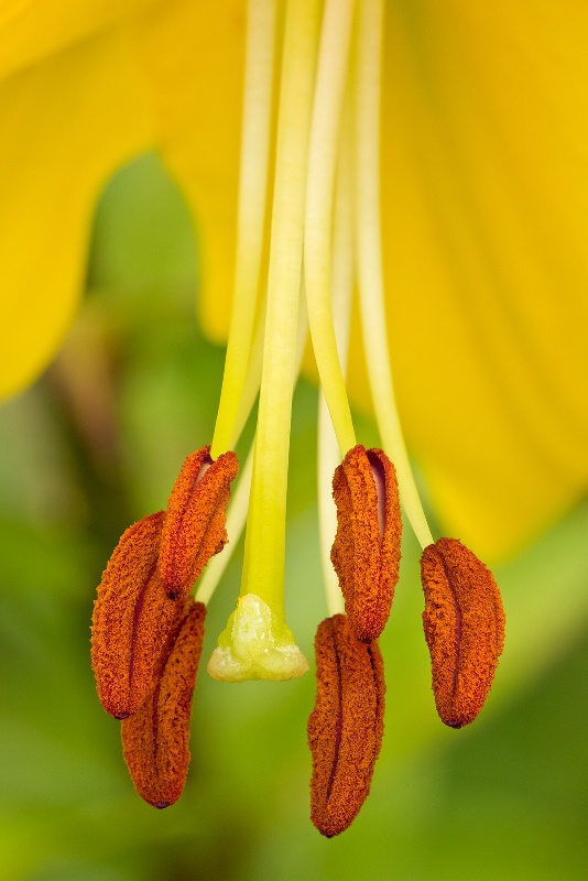 Lily Pistil and Stamen