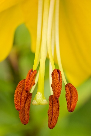 Lily Pistil and Stamen