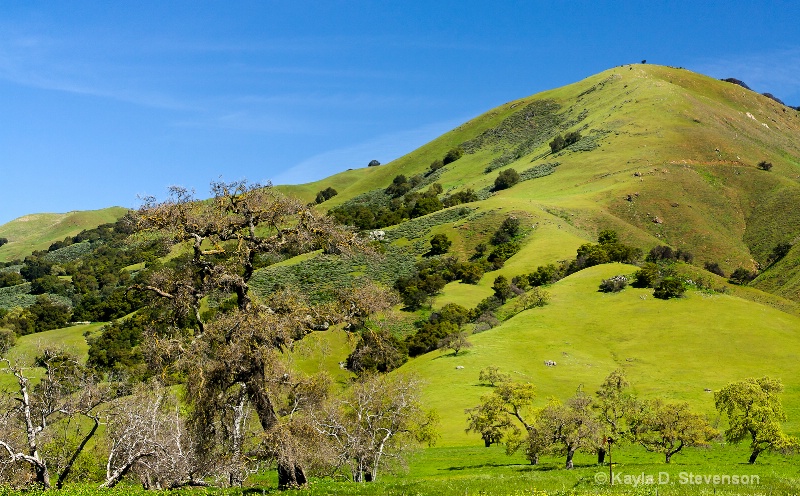California Hills in Spring