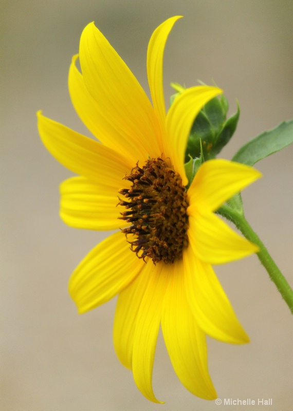 Sunflower profile