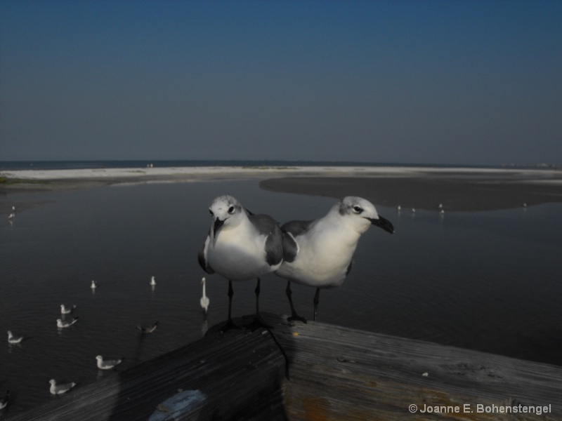 CONJOINED SEAGULLS