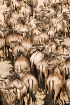 Migration Pattern...