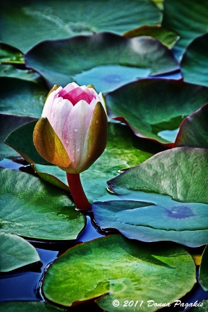 Blooming Water Lily 
