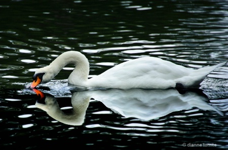 reflected swan 72