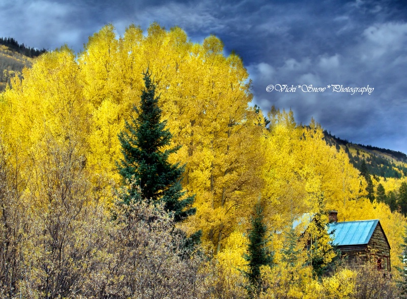 Cabin amongst the Gold