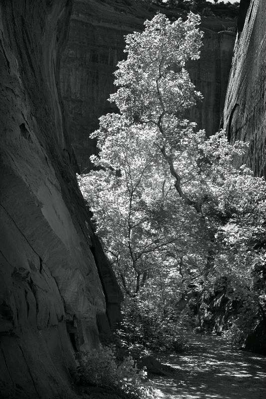 Slot Canyon Tree - ID: 12305244 © Patricia A. Casey