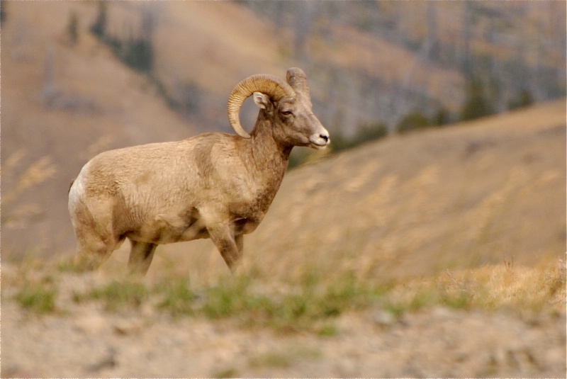 Yellowstone Ram