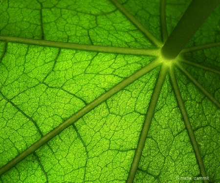 natural umbrella