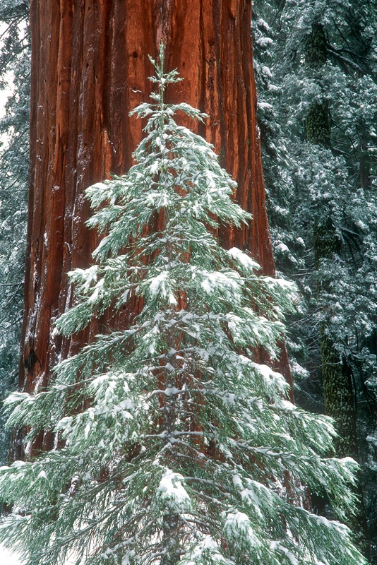 Young and Old Sequoia