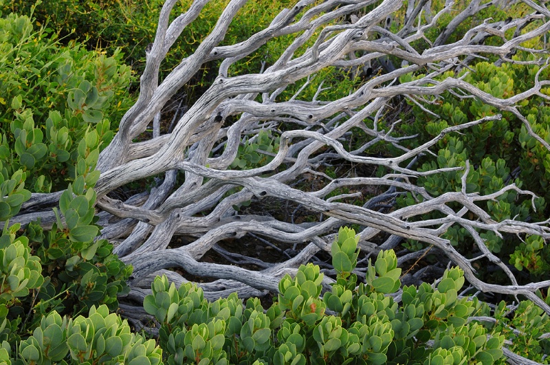 Manzanita Branches