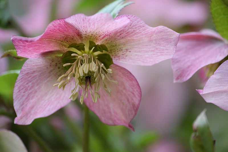 Pink hellebore