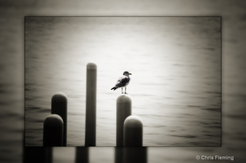 dockside gull