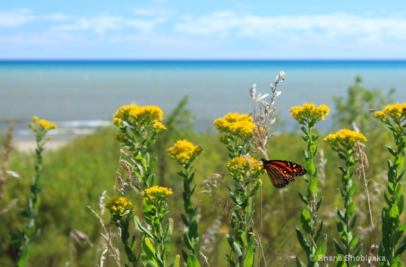 monarch-with-wildflowers-on-trail