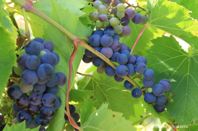 purple-hybrid-winegrapes 1009
