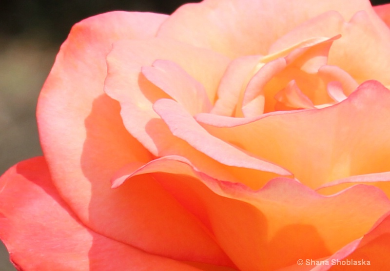 rose closeup july2011