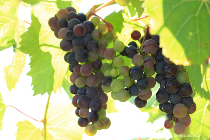 trio-of-vineyard-grapes 0995