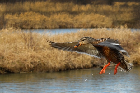 "Smooth Takeoff"