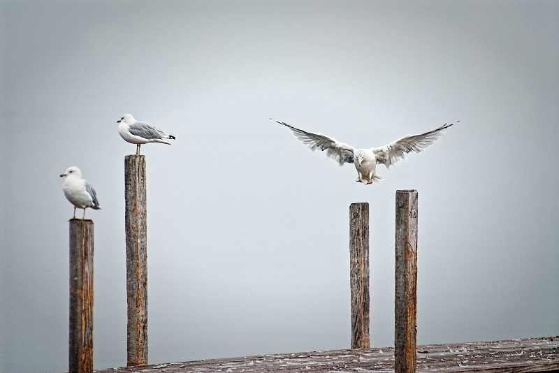 gull landing