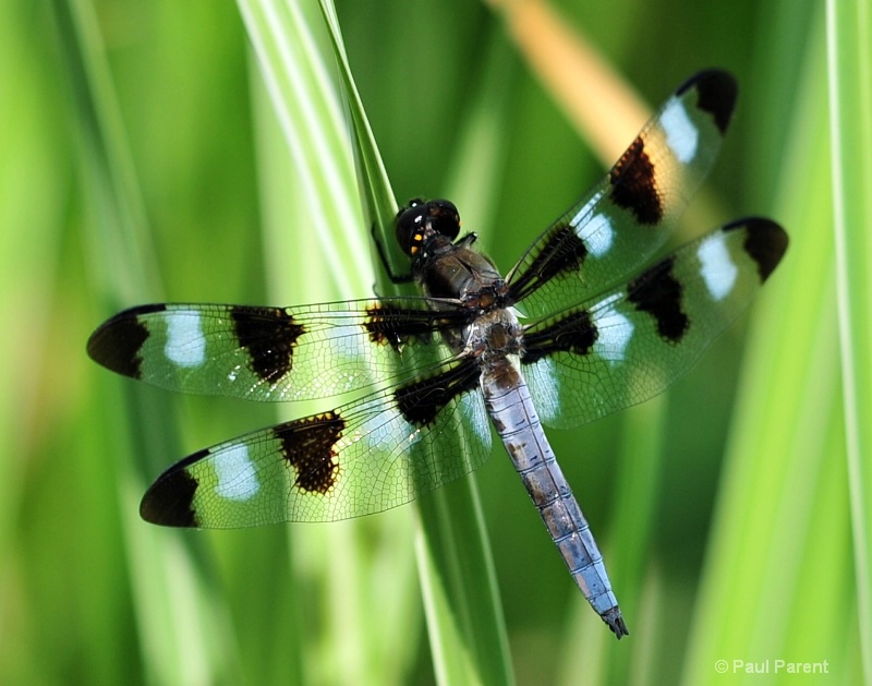 Double Wings - ID: 12313212 © paul parent