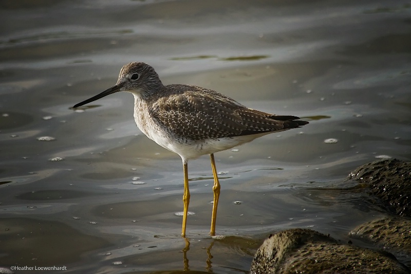 Lesser YellowLegs