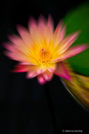 coral waterlily 2 zoom 72