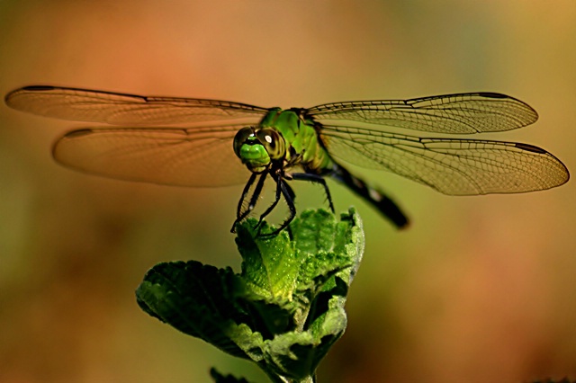 Great  Pondhawk Dragonfly