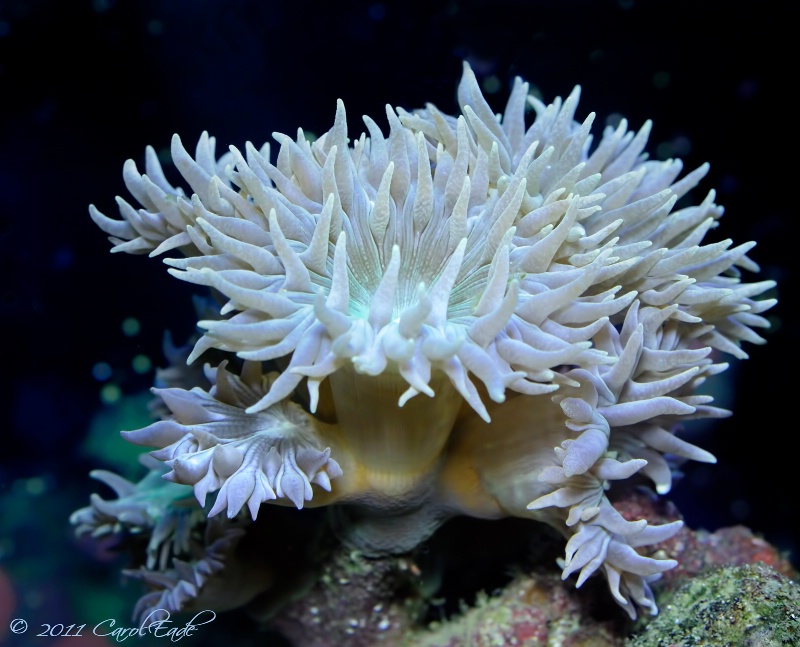 Reef Anemone - ID: 12315672 © Carol Eade