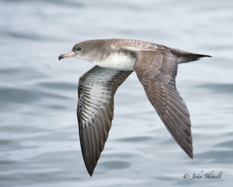 Pink-footed Shearwater - Oct 1st, 2011 - ID: 12315677 © John Shemilt