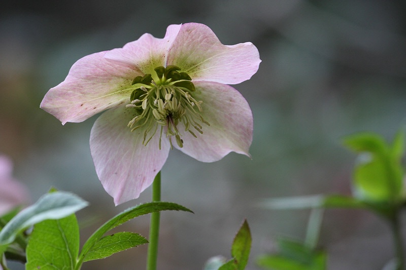 Lonely pink hellebore