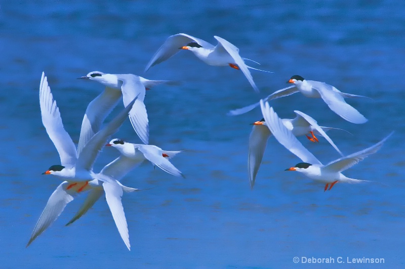 Tern Migration - ID: 12316595 © Deborah C. Lewinson